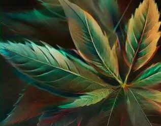 L&rsquo;expérimentation cannabis thérapeutique prolongée
