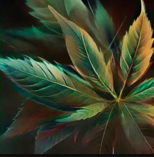 L&rsquo;expérimentation cannabis thérapeutique prolongée