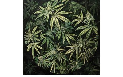 Cannabis thérapeutique : disponible en 2025 ?