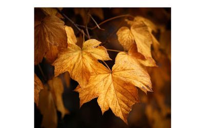 Les Rencontres d’automne, c’était ce jeudi