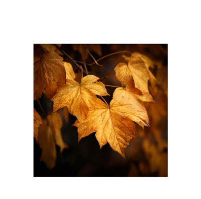 Les Rencontres d’automne, c’était ce jeudi