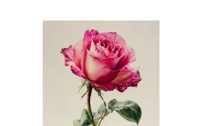 Mézériat : vente de roses au profit de la Ligue